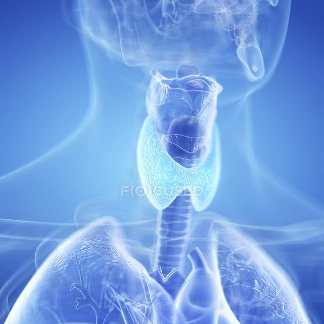 Illustrazione digitale della ghiandola tiroidea nella silhouette della gola umana . — Foto stock