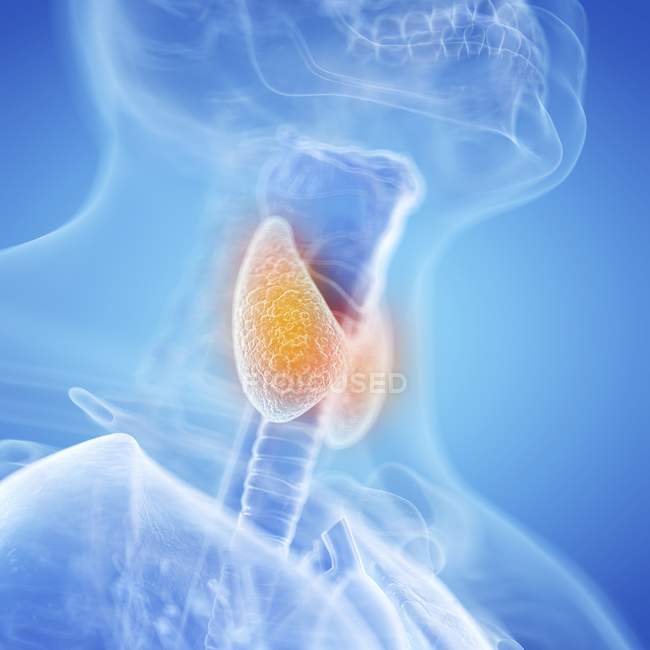 Цифрова ілюстрація щитовидної залози в силуеті горла людини . — стокове фото