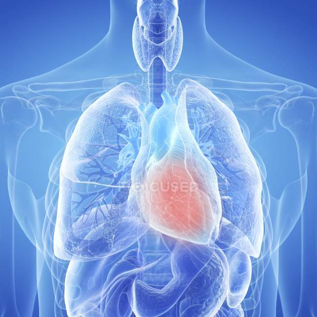 Ilustración del corazón inflamado en la silueta del cuerpo humano . - foto de stock