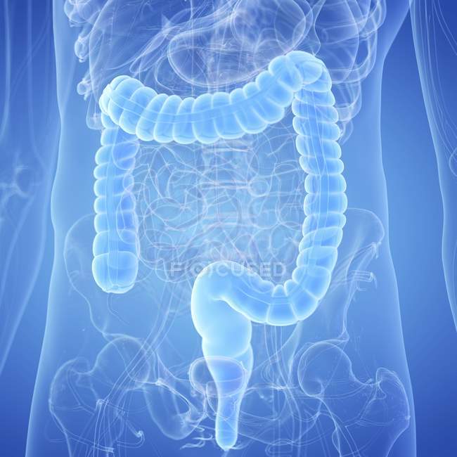Illustration of visible colon in human body. — Stock Photo