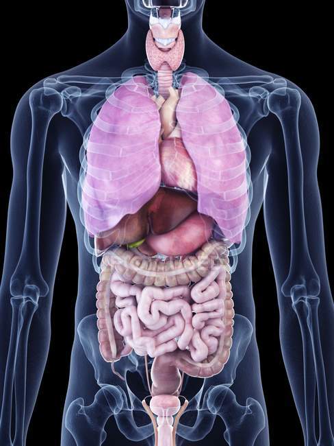 Ilustración de órganos humanos en la silueta corporal . - foto de stock