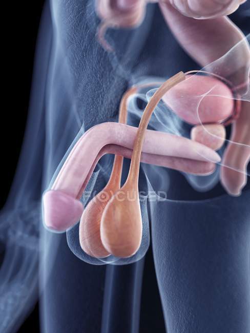 Медицинская иллюстрация анатомии пениса в организме человека . — стоковое фото