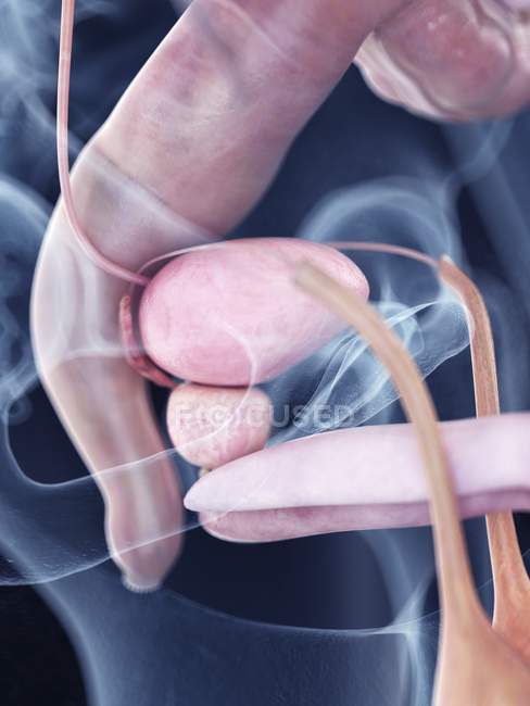 Иллюстрация человеческого мочевого пузыря и анатомии предстательной железы в силуэте тела . — стоковое фото