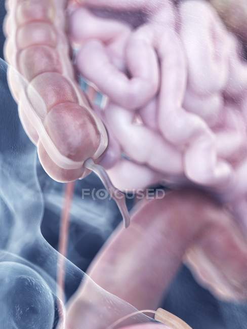 Ilustração da anatomia do apêndice humano na silhueta corporal . — Fotografia de Stock