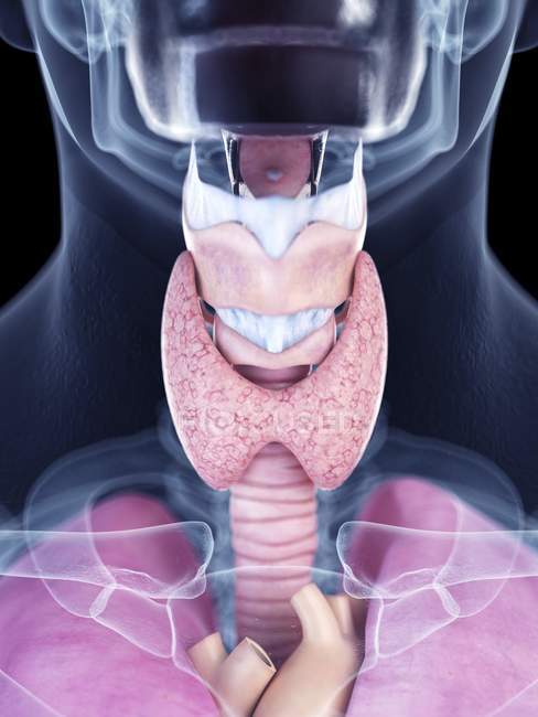 Illustrazione realistica della ghiandola tiroidea nella silhouette della gola umana . — Foto stock