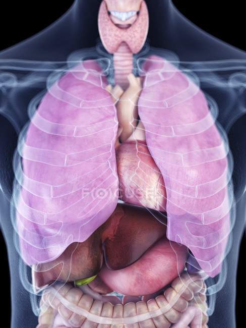 Ilustración de la anatomía del tórax humano en la silueta corporal . - foto de stock