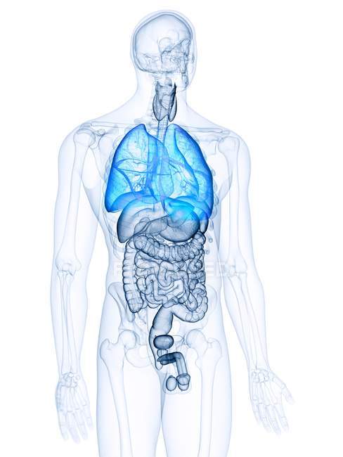 Ilustración de pulmones coloreados visibles en silueta transparente del cuerpo humano . - foto de stock