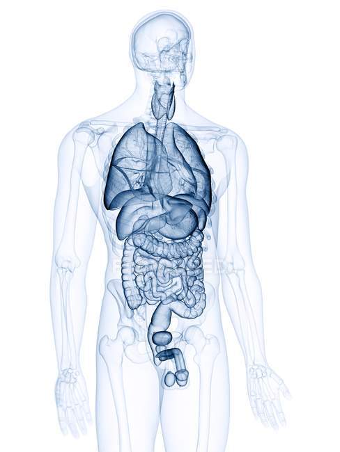 Ilustración de los órganos internos humanos en la silueta corporal . - foto de stock