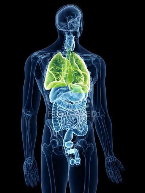 Illustration der sichtbaren farbigen Lungen in transparenter menschlicher Körpersilhouette. — Stockfoto