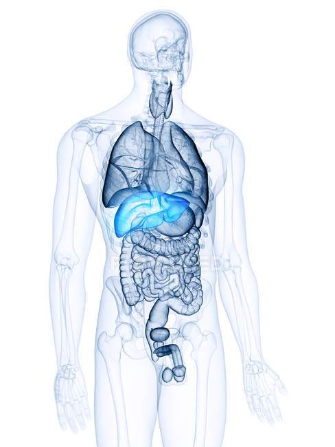 Ілюстрація кольорової печінки в силуеті людського тіла . — стокове фото