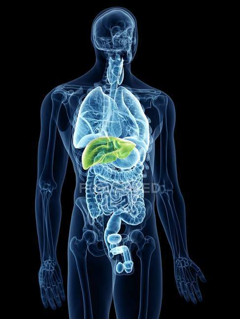 Ilustración del hígado coloreado en la silueta del cuerpo humano sobre fondo negro . - foto de stock