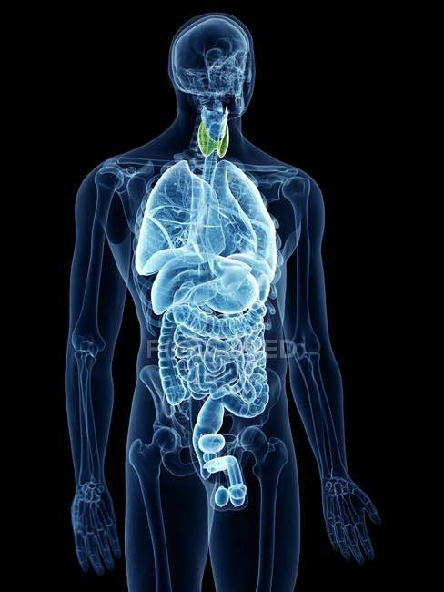 Ilustração da glândula tireóide mostrada na silhueta do corpo humano . — Fotografia de Stock