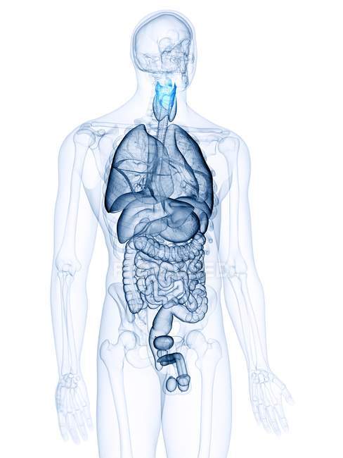 Illustration of colored larynx and organs in transparent human body. — Stock Photo