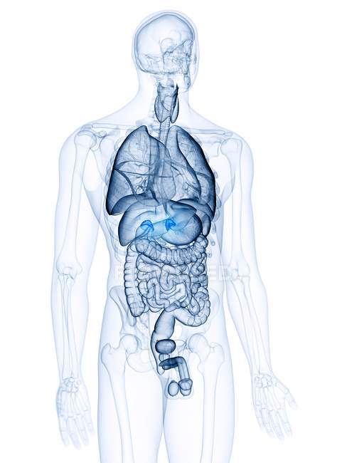 Ilustração das glândulas supra-renais coloridas na silhueta do corpo humano . — Fotografia de Stock
