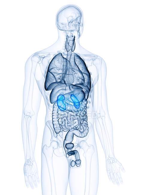 Ilustração dos rins coloridos na silhueta do corpo humano
. — Fotografia de Stock