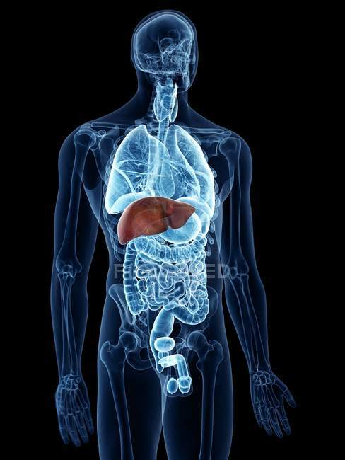 Ілюстрація кольорової печінки в силуеті людського тіла на чорному тлі . — стокове фото