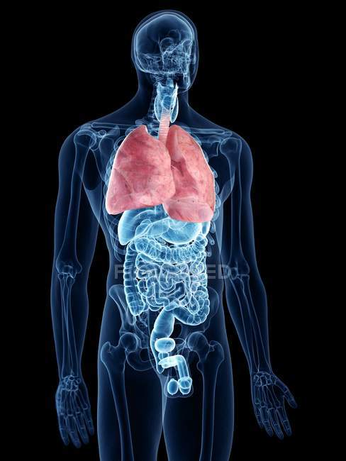 Ilustração dos pulmões coloridos visíveis na silhueta do corpo humano transparente
. — Fotografia de Stock