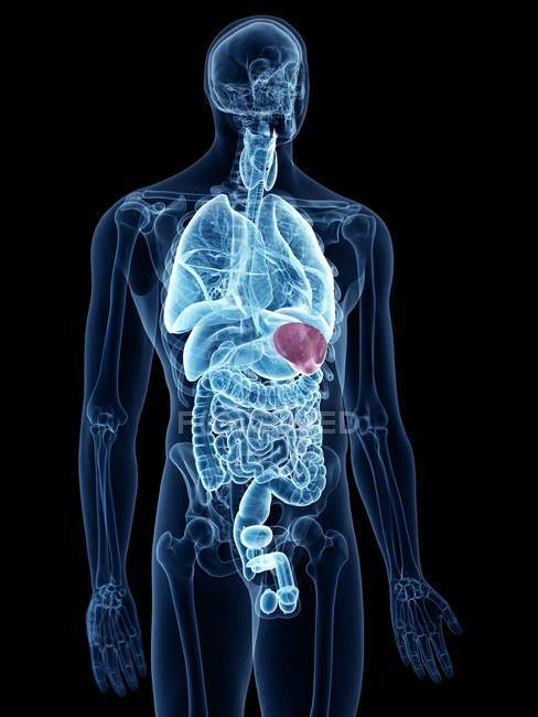 Illustrazione medica della milza visibile nel corpo umano . — Foto stock