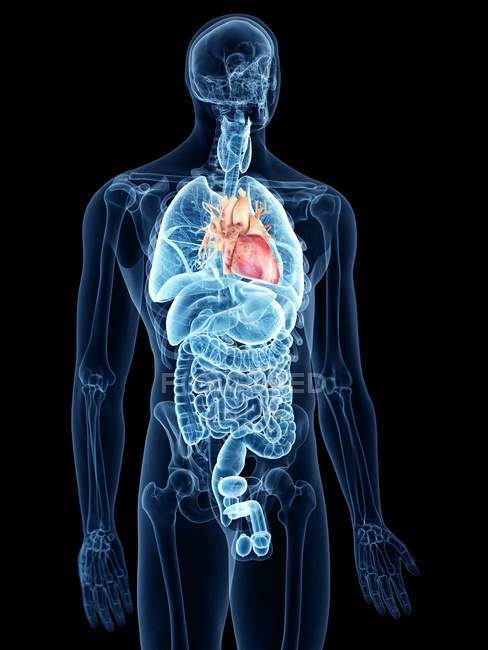 Ilustración del corazón en la silueta del cuerpo humano . - foto de stock