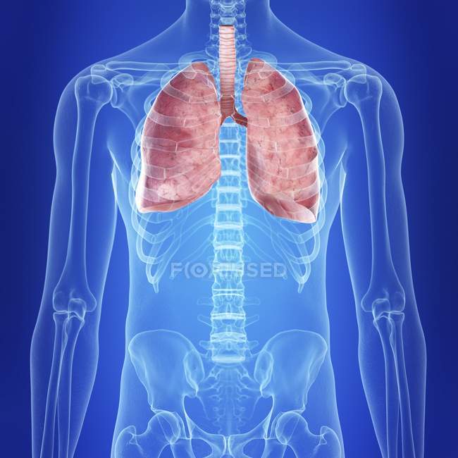 Ilustración de pulmones coloreados visibles en silueta transparente del cuerpo humano
. - foto de stock