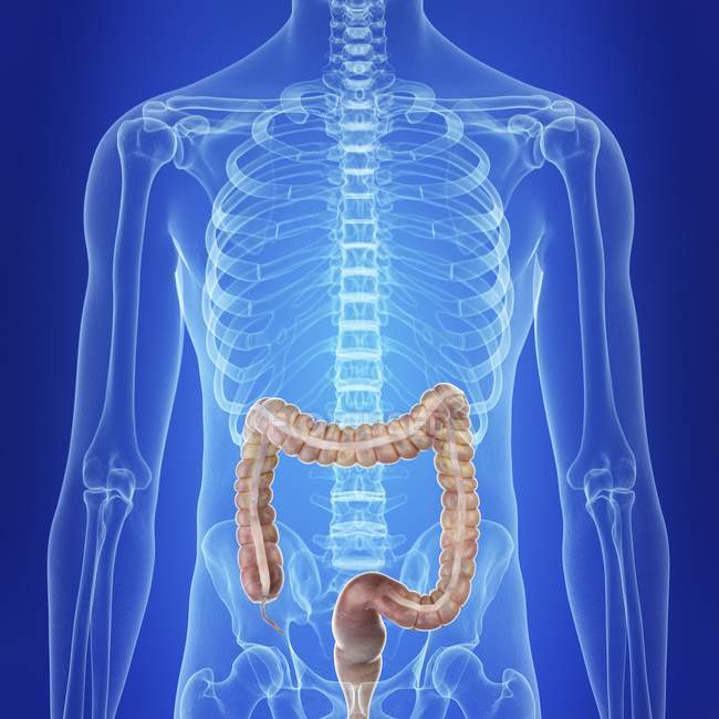 Illustrazione del colon umano nella silhouette del corpo . — Foto stock