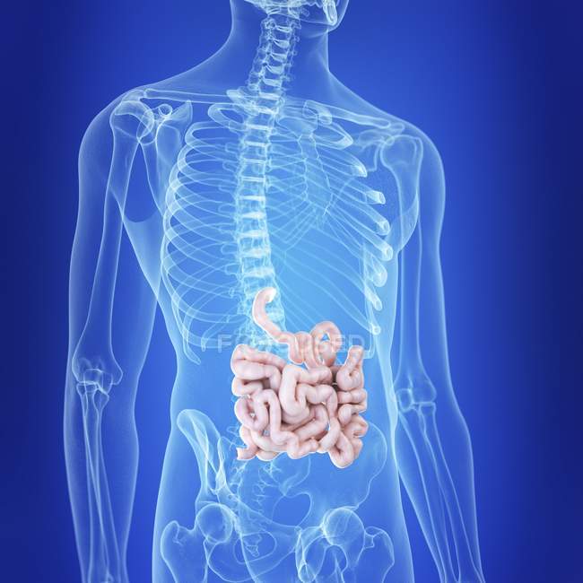 Ilustración del intestino delgado en la silueta del cuerpo humano
. - foto de stock