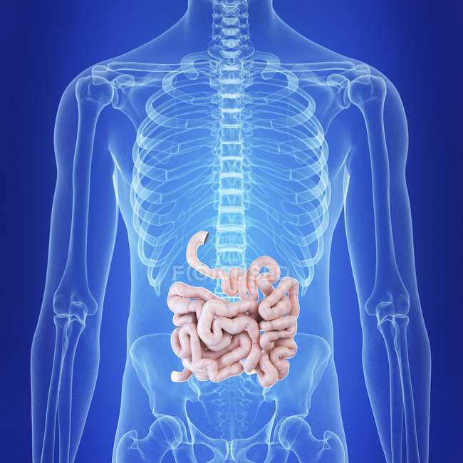 Ilustración del intestino humano en la silueta corporal . - foto de stock