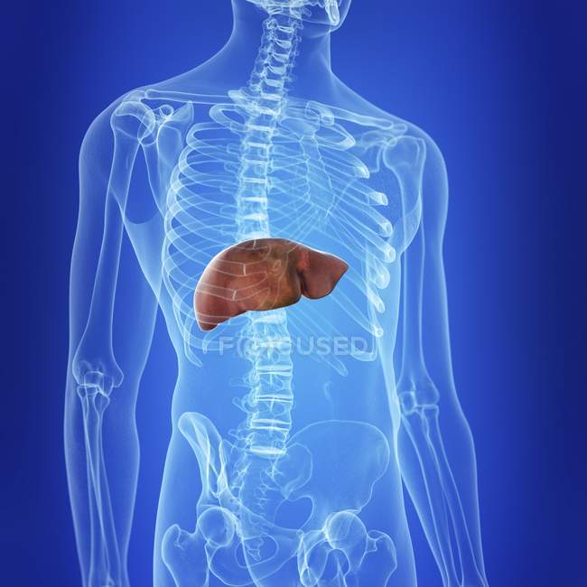 Ilustración del hígado coloreado en la silueta del cuerpo humano . - foto de stock