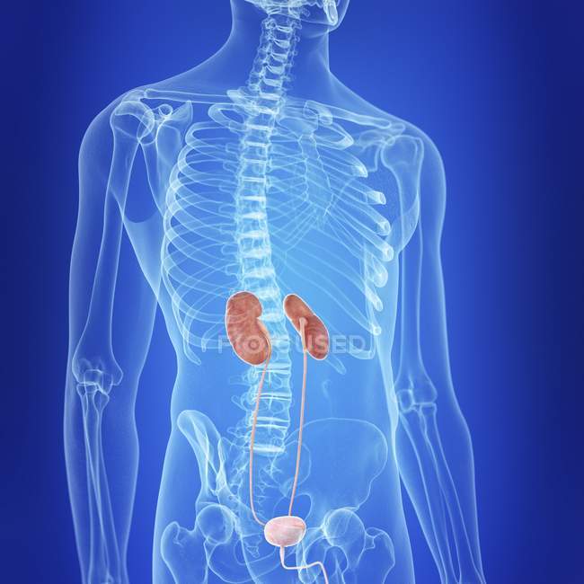 Ilustración del sistema urinario humano en el cuerpo transparente . - foto de stock