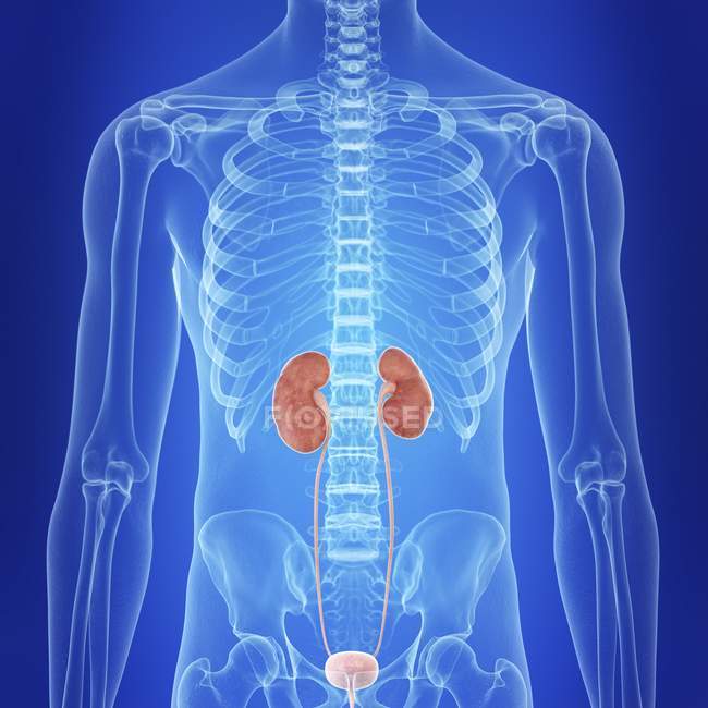 Illustration of human kidneys in body silhouette. — Stock Photo