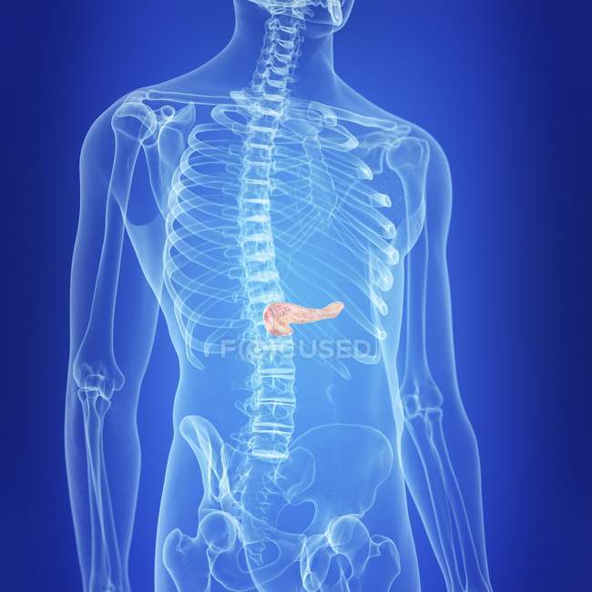 Ilustração do pâncreas visível na silhueta do corpo humano . — Fotografia de Stock