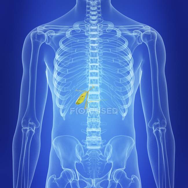 Ilustración de la vesícula biliar sana humana en la silueta corporal . - foto de stock