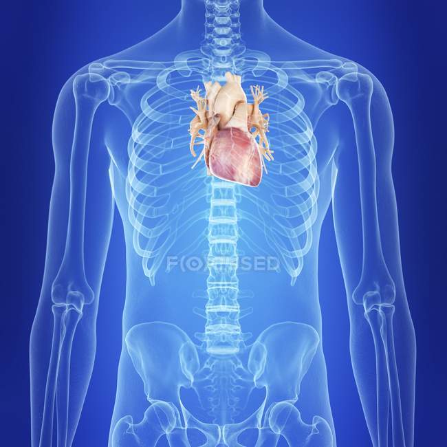 Ilustración del corazón humano en la silueta corporal . - foto de stock