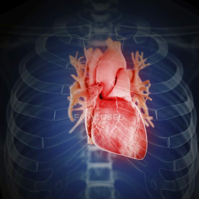 Ilustración del corazón inflamado en la silueta del cuerpo humano
. - foto de stock