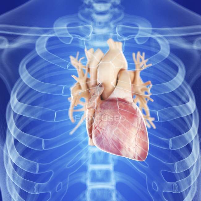 Ilustración del corazón sano en la silueta del cuerpo humano . - foto de stock