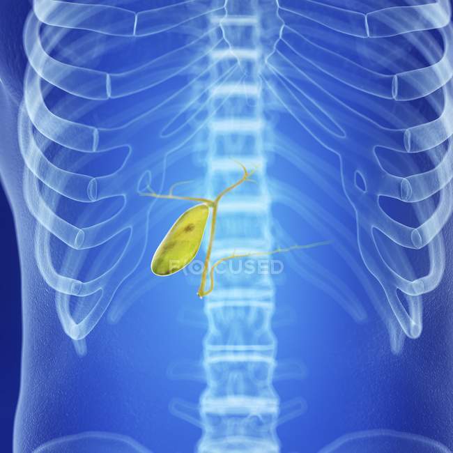 Illustration of human healthy gallbladder in body silhouette. — Stock Photo