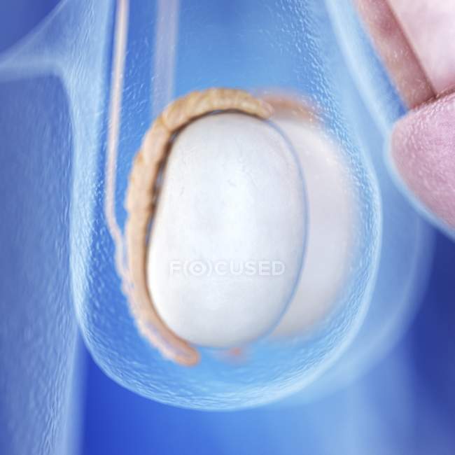 Ilustración médica de la anatomía testicular en el cuerpo humano . - foto de stock