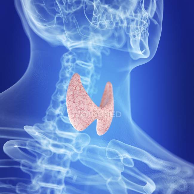 Иллюстрация здоровой щитовидной железы в силуэте горла человека . — стоковое фото