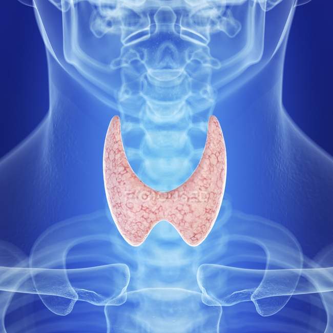 Ilustración de la glándula tiroides sana en la silueta de la garganta humana . - foto de stock