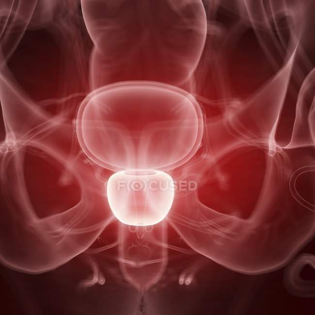 Illustration de la prostate humaine dans la silhouette du corps
. — Photo de stock