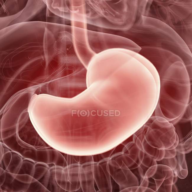 Illustration of human stomach transparent silhouette. — Stock Photo