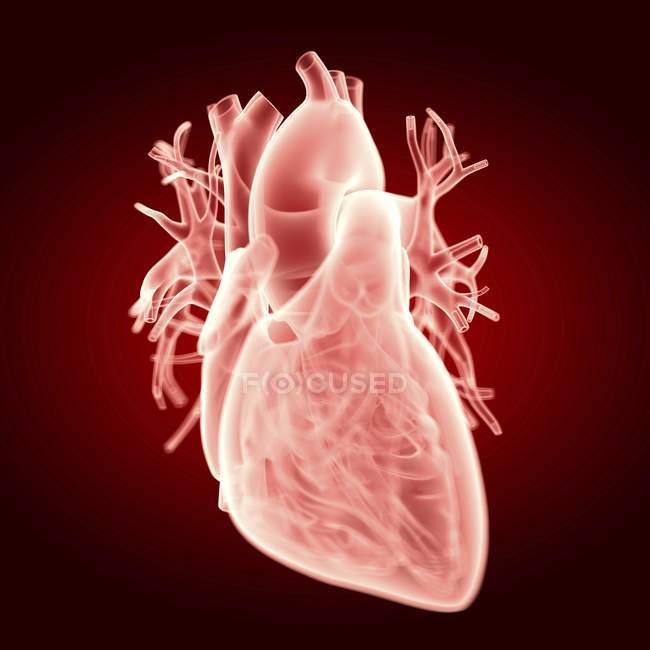 Иллюстрация прозрачного силуэта человеческого сердца
. — стоковое фото