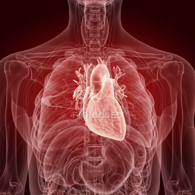 Illustration du cœur humain en silhouette corporelle . — Photo de stock