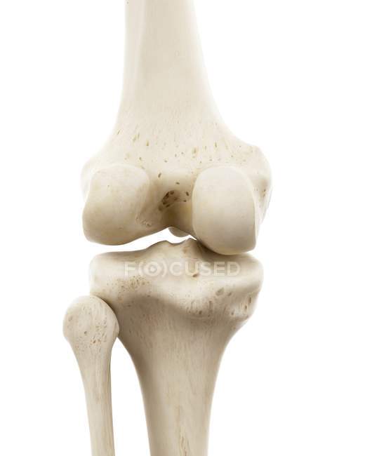Ilustración de huesos humanos de rodilla sobre fondo blanco
. - foto de stock