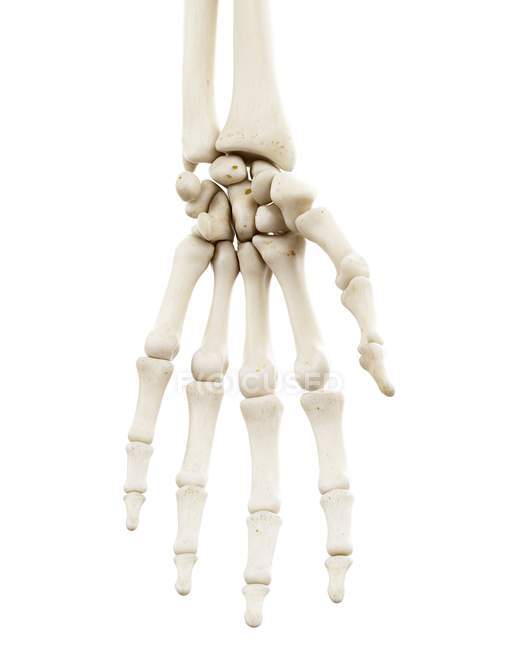 Ilustração dos ossos da mão humana sobre fundo branco . — Fotografia de Stock