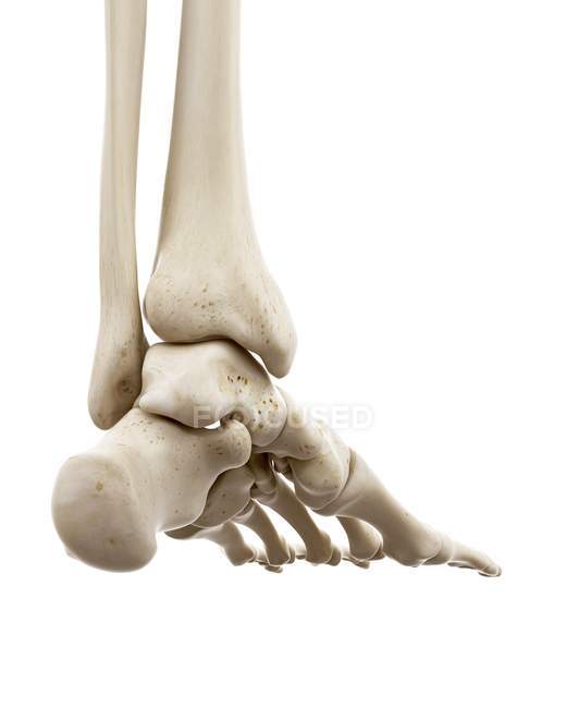 Ilustración de huesos del pie humano sobre fondo blanco . - foto de stock