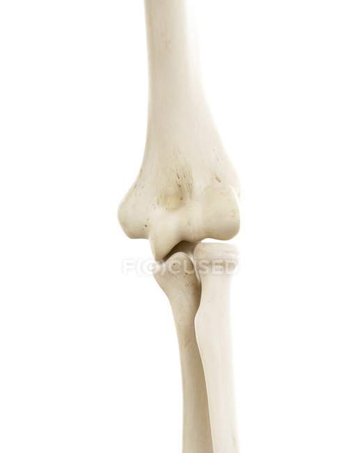 Ilustración de huesos de codo humano sobre fondo blanco . - foto de stock