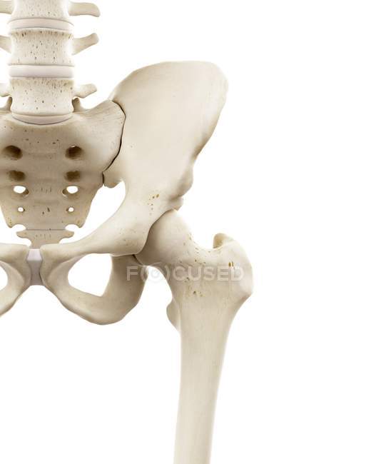 Illustrazione delle ossa dell'anca umana su sfondo bianco . — Foto stock