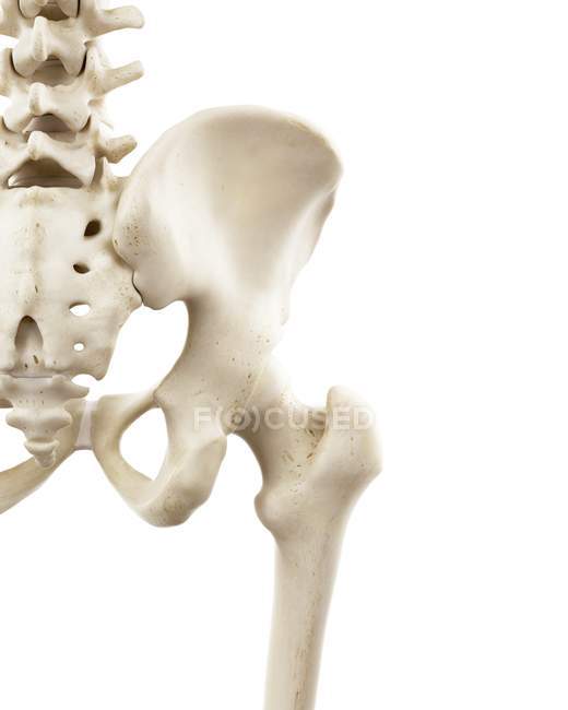 Ilustración de huesos humanos de cadera sobre fondo blanco . - foto de stock