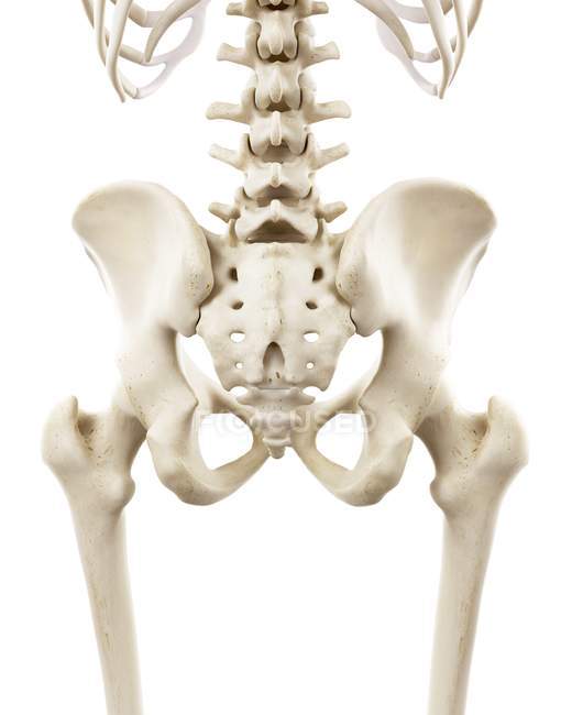 Illustration des os des hanches humaines sur fond blanc . — Photo de stock